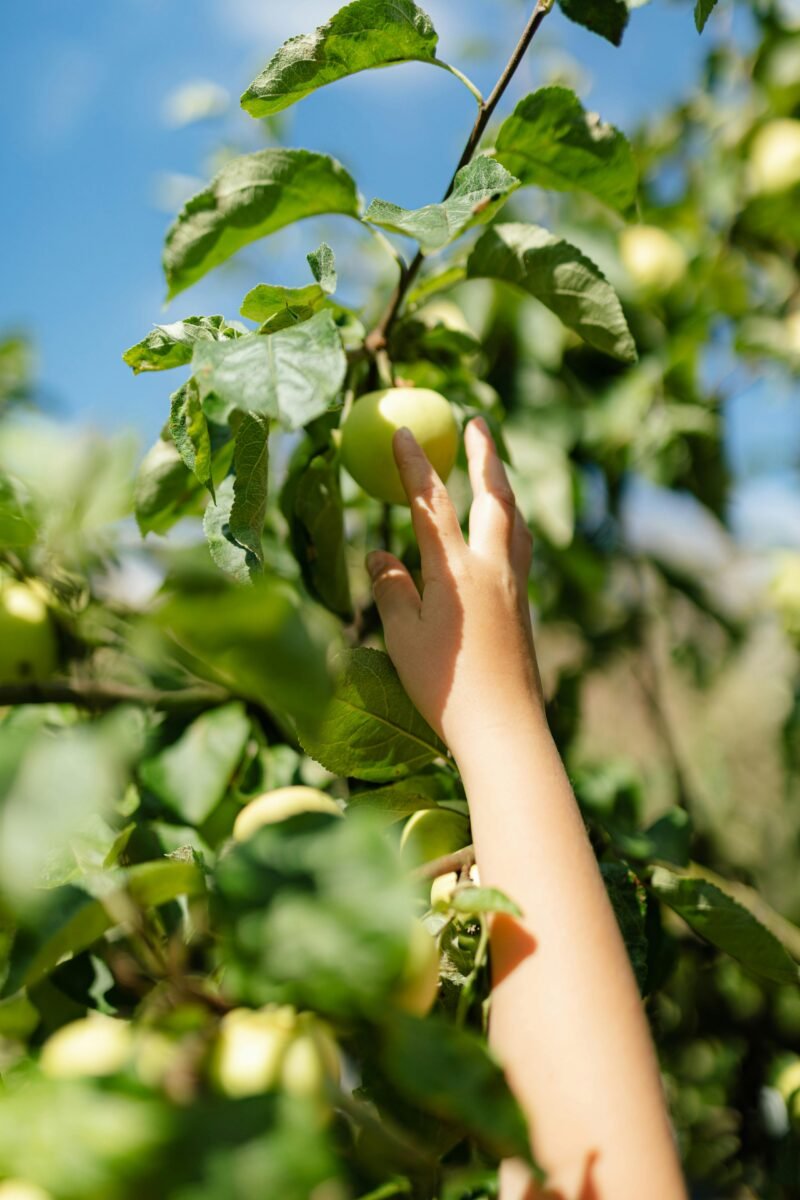 Close up of hand reaching for apple on tree
